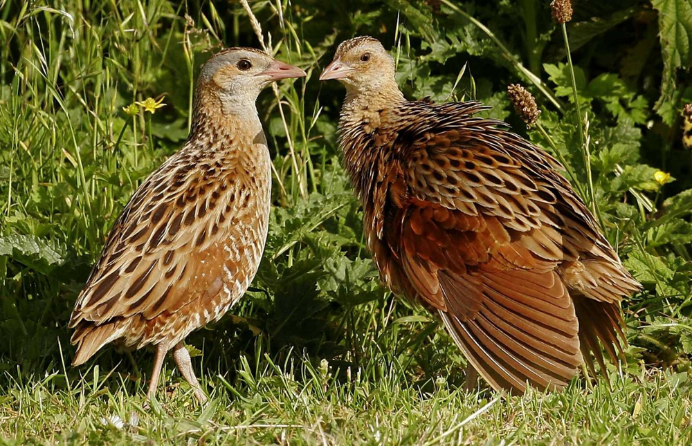 История о том, как птица пыталась соблазнить  хозяйку