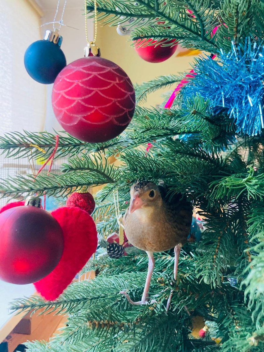 История о том, как птица пыталась соблазнить  хозяйку