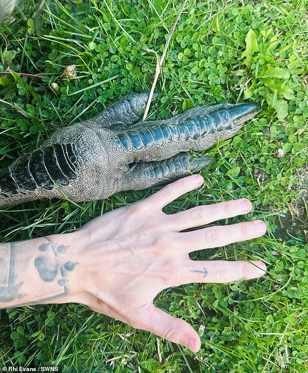 Девушка купила яйцо онлайн и вырастила необычного питомца