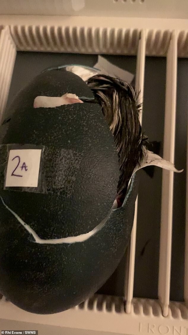 Девушка купила яйцо онлайн и вырастила необычного питомца