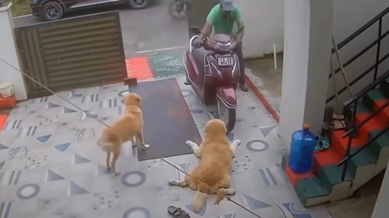 Пёс притворился, что у него болит лапа, чтобы хозяин его погладил