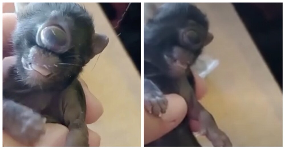 В Бразилии родился котёнок-циклоп