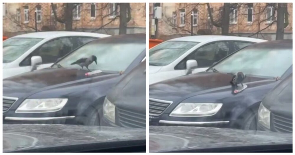 Ворона скатилась на бутылке с машины