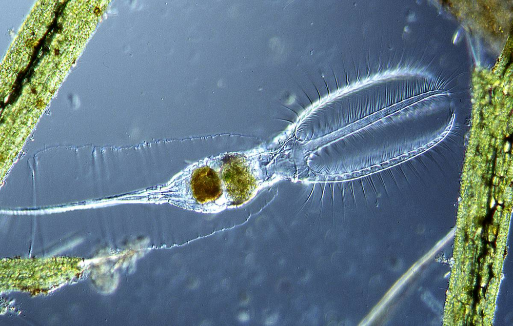 Коловратка: живёт в соседней луже и спит по 25 тысяч лет