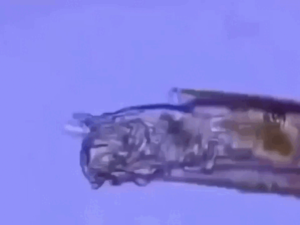 Коловратка: живёт в соседней луже и спит по 25 тысяч лет