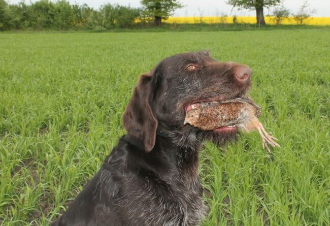 Рейтинг собак по мощности укуса: какая порода оказалась безумно сильна?