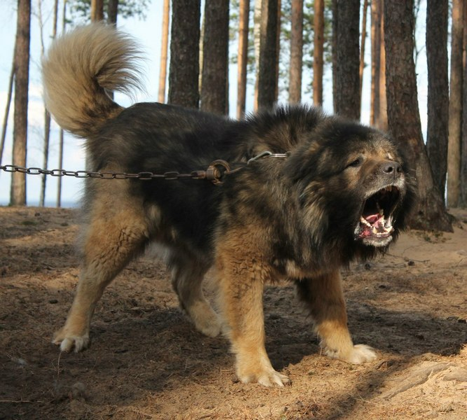 Рейтинг собак по мощности укуса: какая порода оказалась безумно сильна?