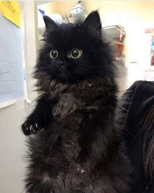 12. Котёнок-домовёнок