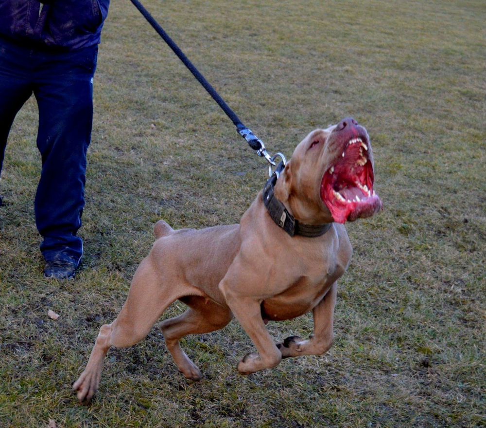 Рейтинг собак по мощности укуса: какая порода оказалась безумно сильна?