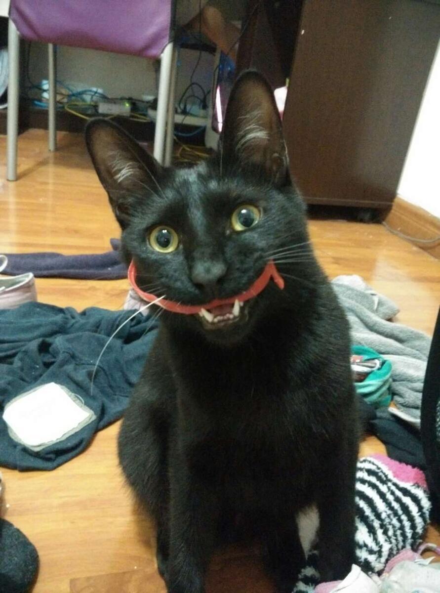 15. Хотите знать, откуда у меня эти шрамы?