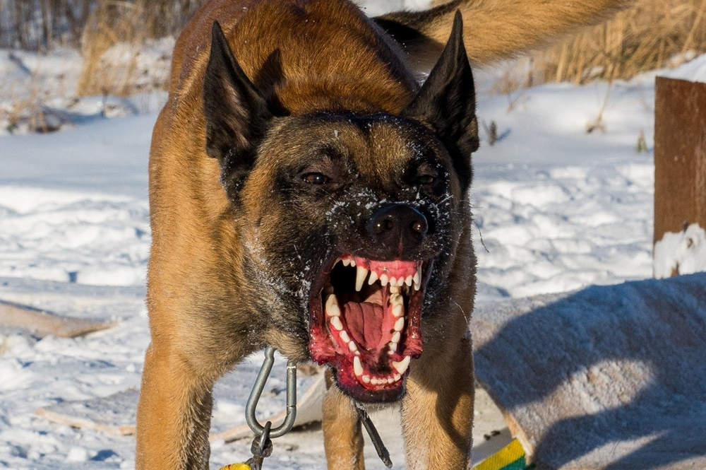 Рейтинг собак по мощности укуса: какая порода оказалась безумно сильна?