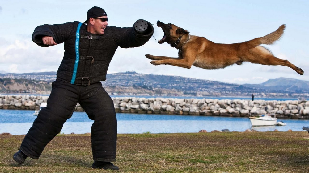 Рейтинг собак по мощности укуса: какая порода оказалась безумно сильна?
