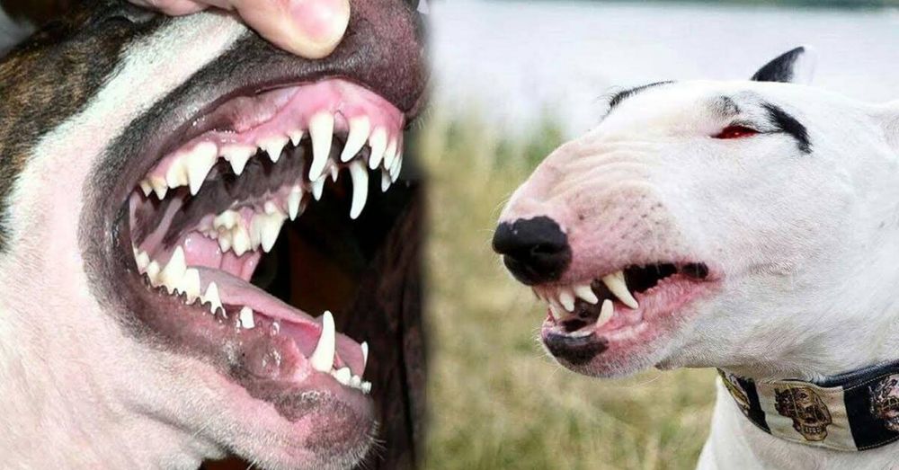 Рейтинг собак по мощности укуса: какая порода оказалась безумно сильна?