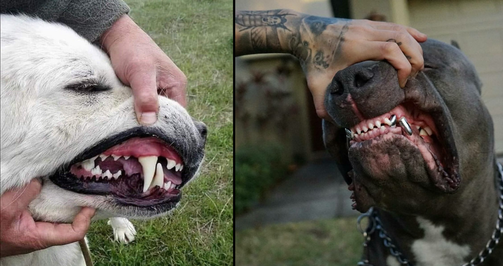 Рейтинг собак по мощности укуса: какая порода оказалась безумно сильна?