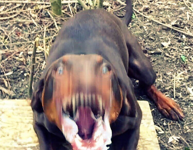 Рейтинг собак по мощности укуса: какая порода оказалась безумно сильна?