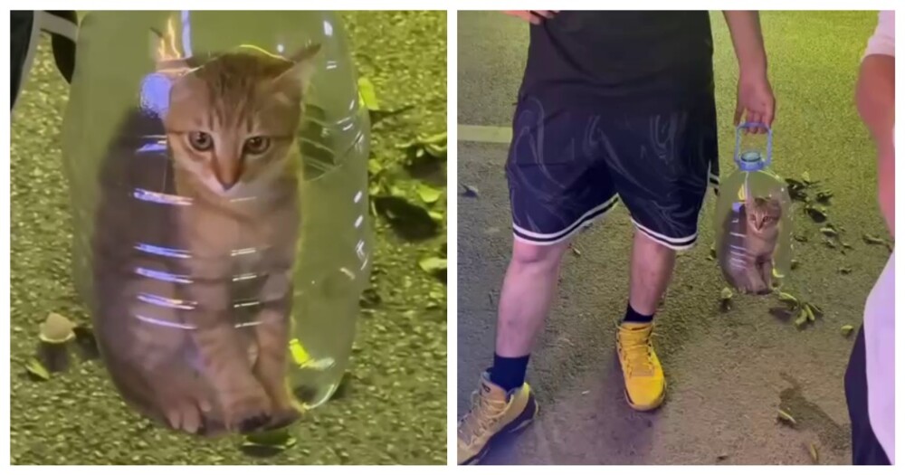 Китаец носит кота в пятилитровой бутылке с дыркой