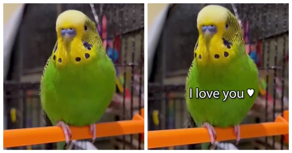 Разговорчивый попугай попал в Книгу рекордов Гиннесса