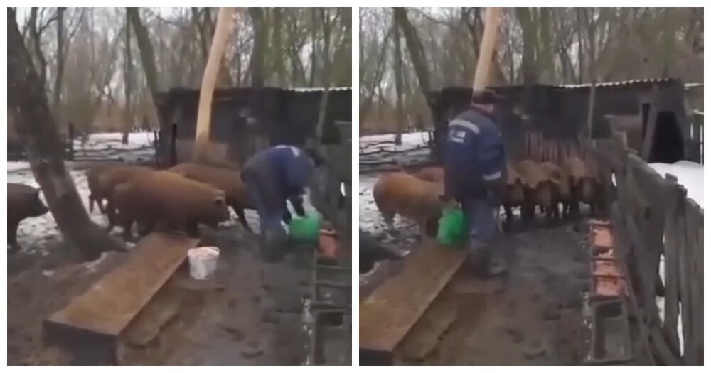 Пенсионер с военным прошлым кормит свиней, отдавая им строгие приказы