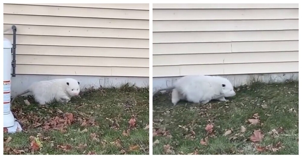 В США засняли жирненького опоссума-альбиноса