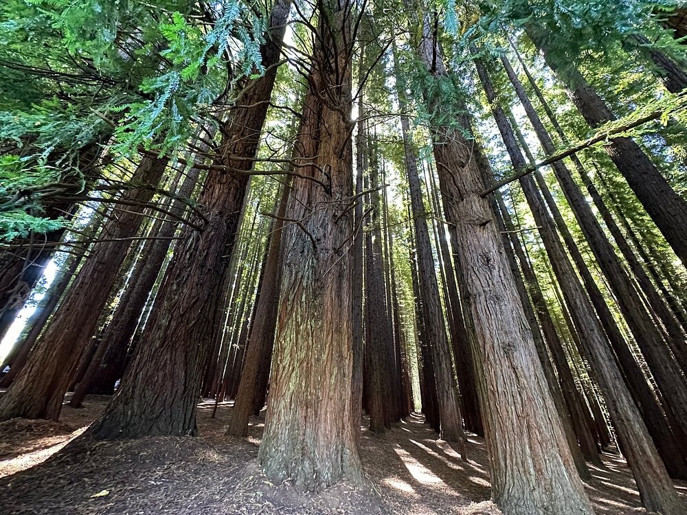 Австралийский лес из калифорнийских секвой с вплетениями магии