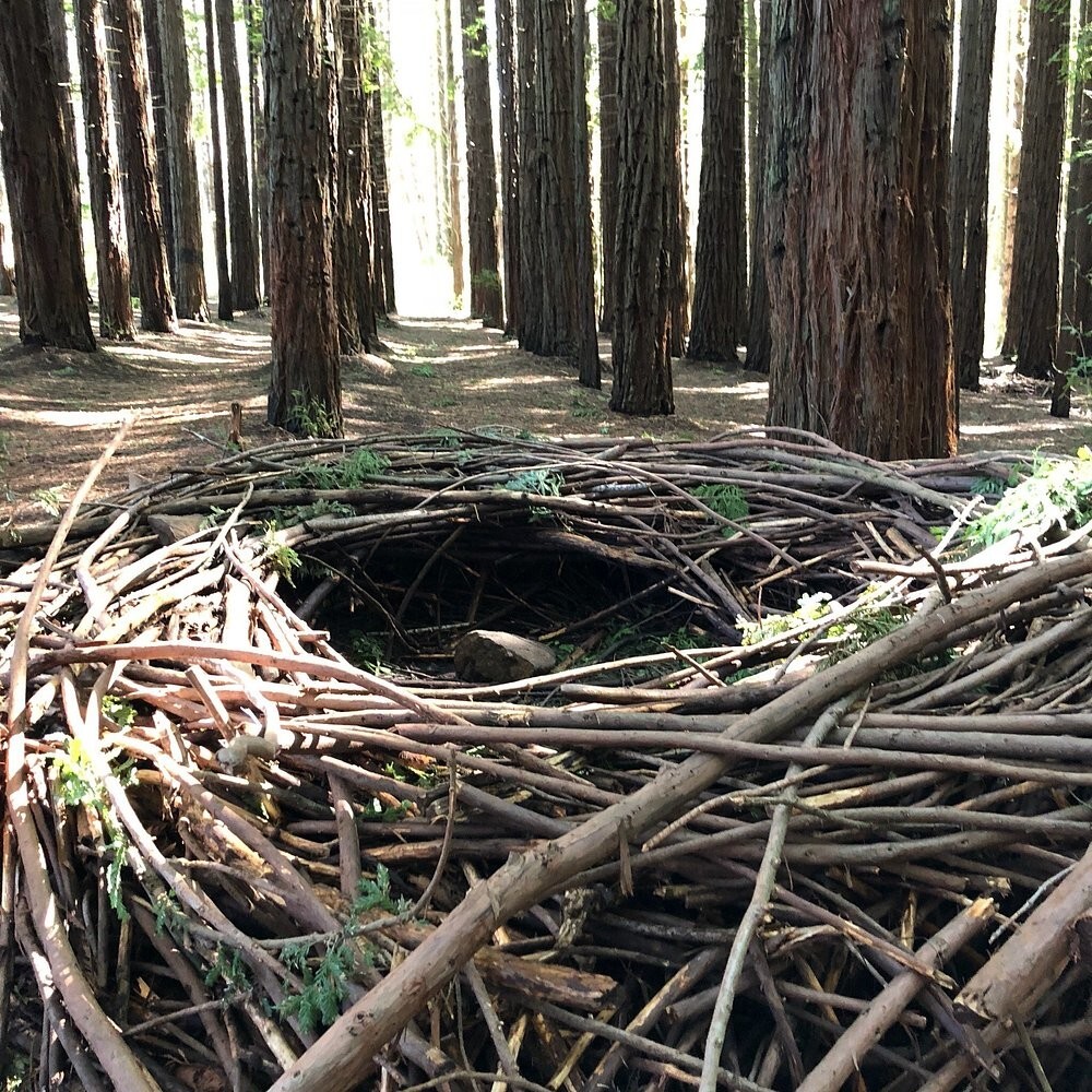 Австралийский лес из калифорнийских секвой с вплетениями магии