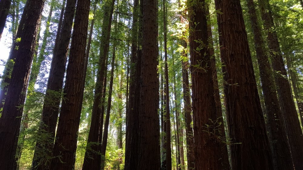 Австралийский лес из калифорнийских секвой с вплетениями магии
