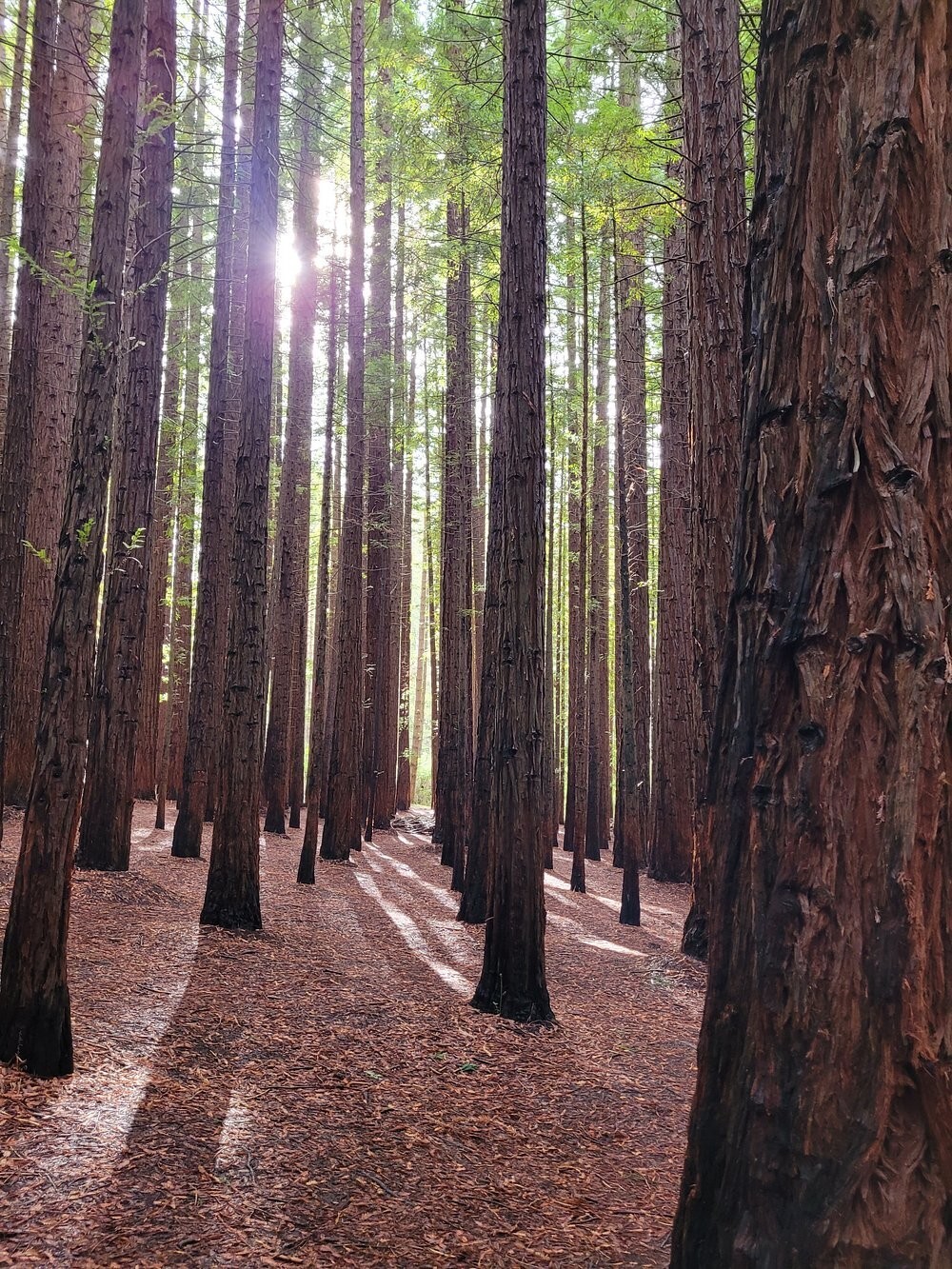 Австралийский лес из калифорнийских секвой с вплетениями магии