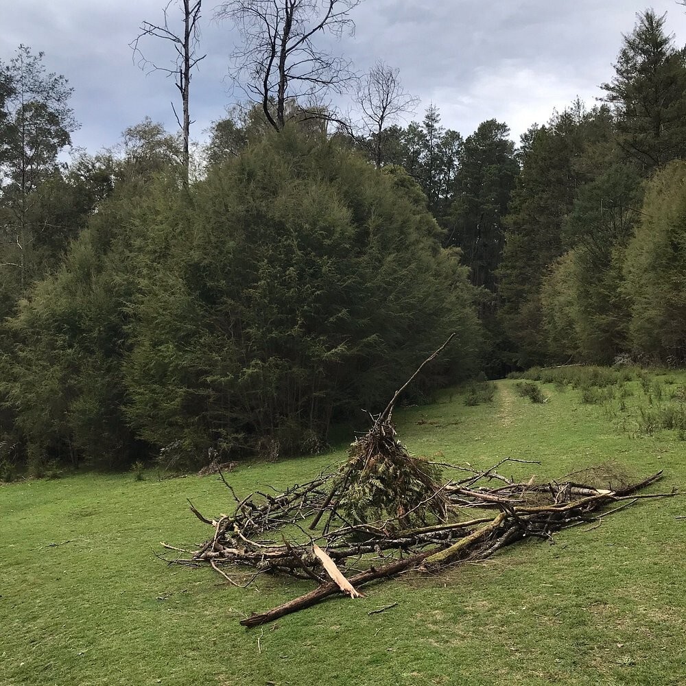 Австралийский лес из калифорнийских секвой с вплетениями магии