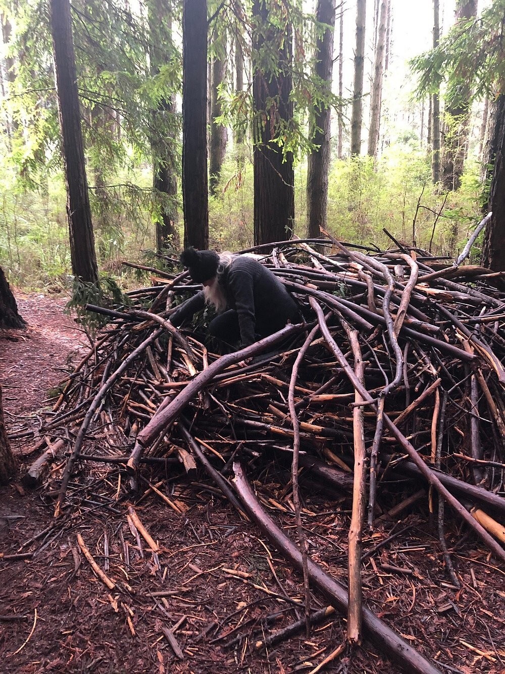 Австралийский лес из калифорнийских секвой с вплетениями магии