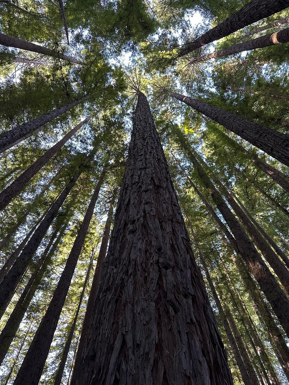 Австралийский лес из калифорнийских секвой с вплетениями магии