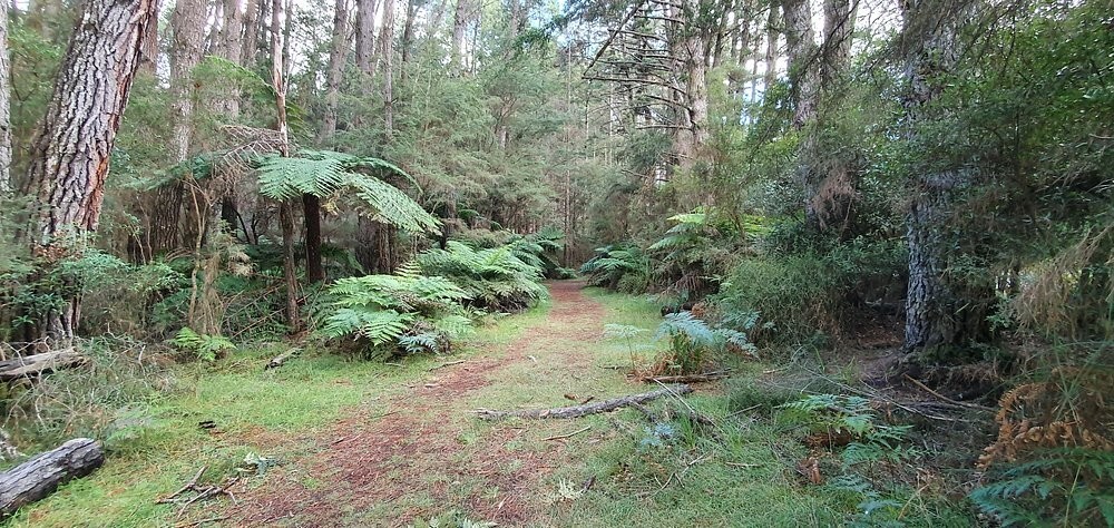 Австралийский лес из калифорнийских секвой с вплетениями магии
