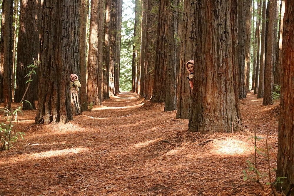 Австралийский лес из калифорнийских секвой с вплетениями магии