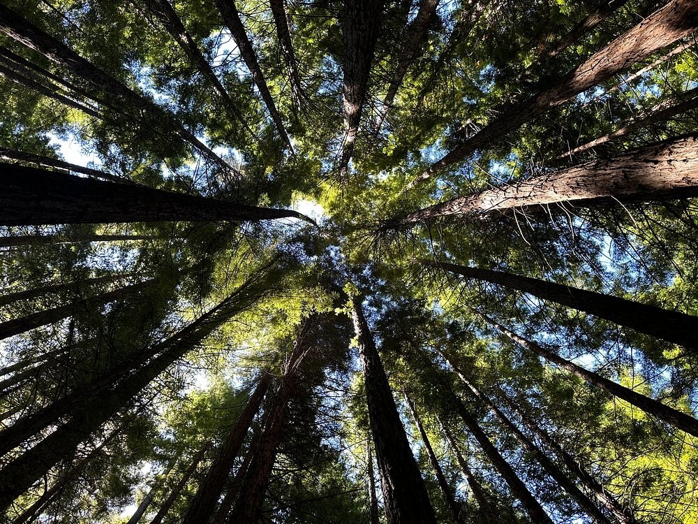 Австралийский лес из калифорнийских секвой с вплетениями магии