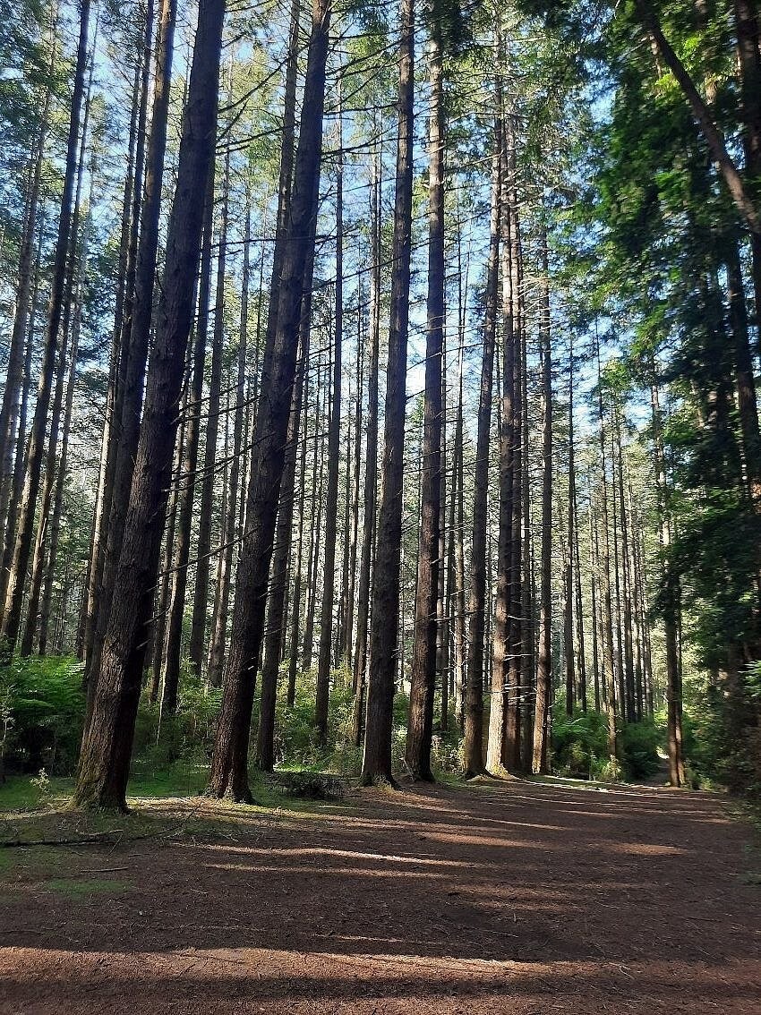 Австралийский лес из калифорнийских секвой с вплетениями магии