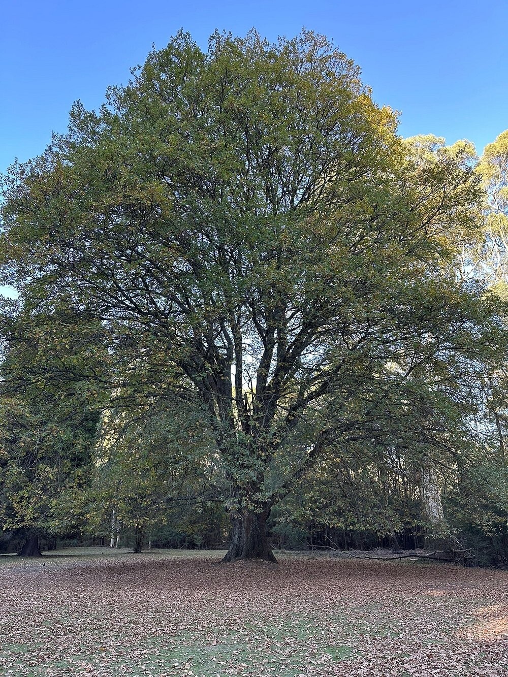 Австралийский лес из калифорнийских секвой с вплетениями магии