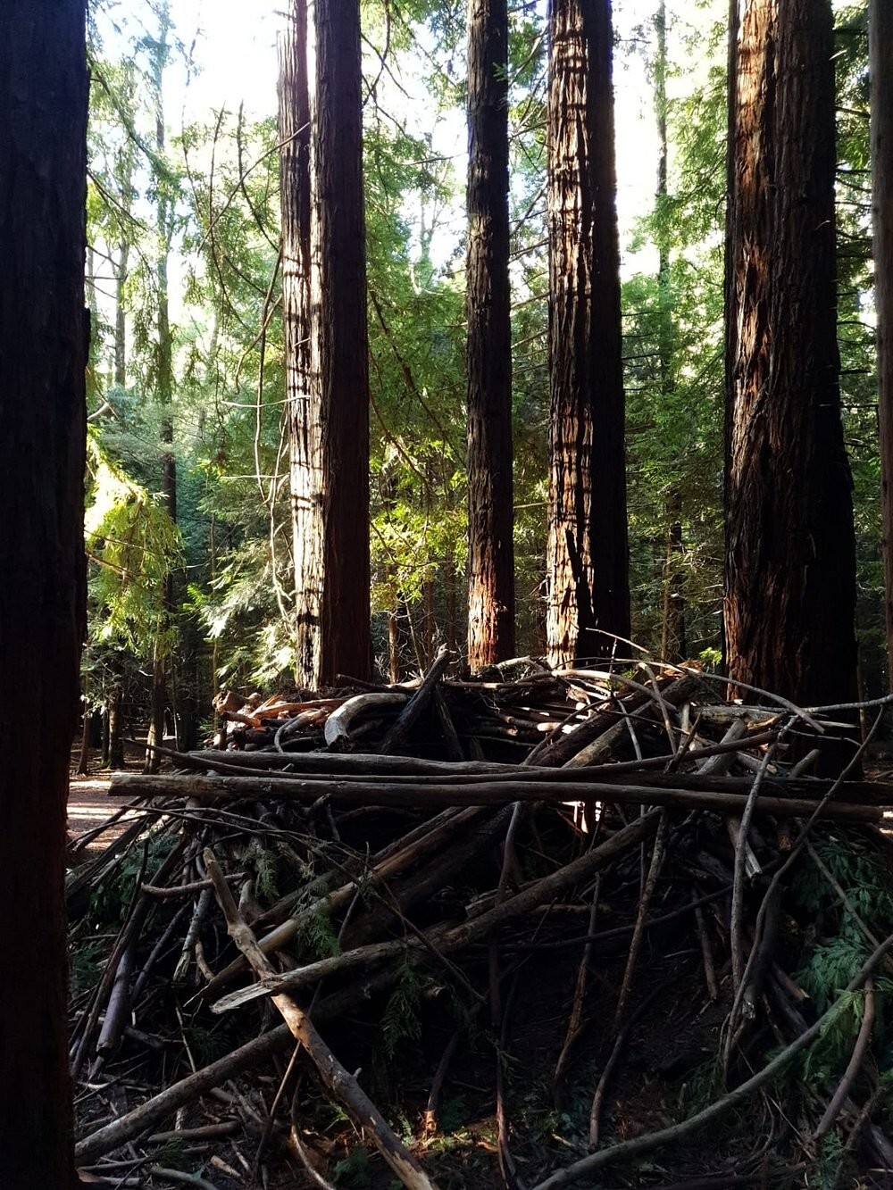 Австралийский лес из калифорнийских секвой с вплетениями магии