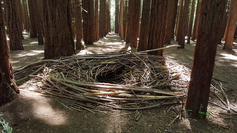 Австралийский лес из калифорнийских секвой с вплетениями магии