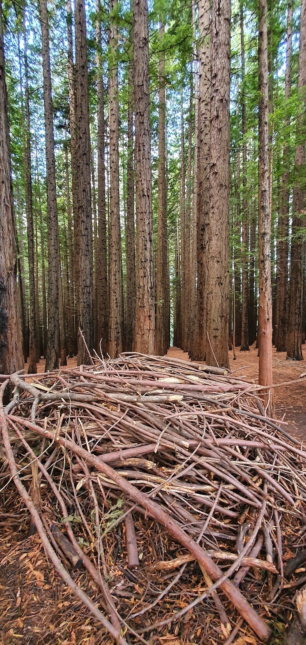 Австралийский лес из калифорнийских секвой с вплетениями магии