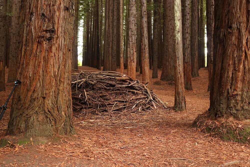Австралийский лес из калифорнийских секвой с вплетениями магии