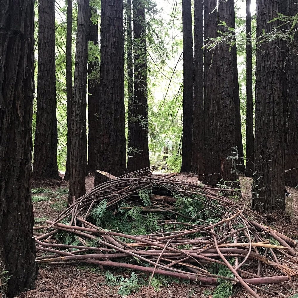 Австралийский лес из калифорнийских секвой с вплетениями магии