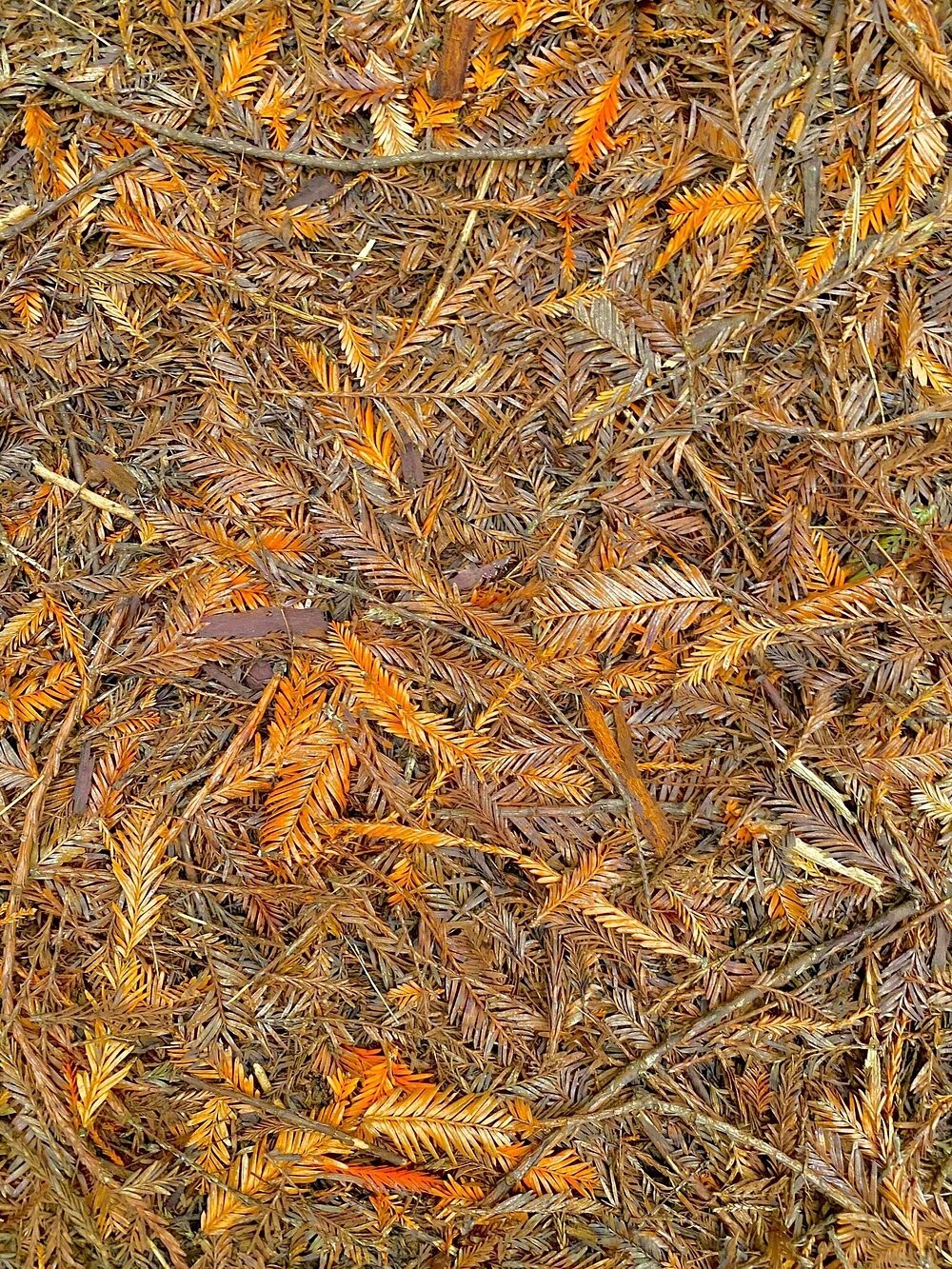 Австралийский лес из калифорнийских секвой с вплетениями магии