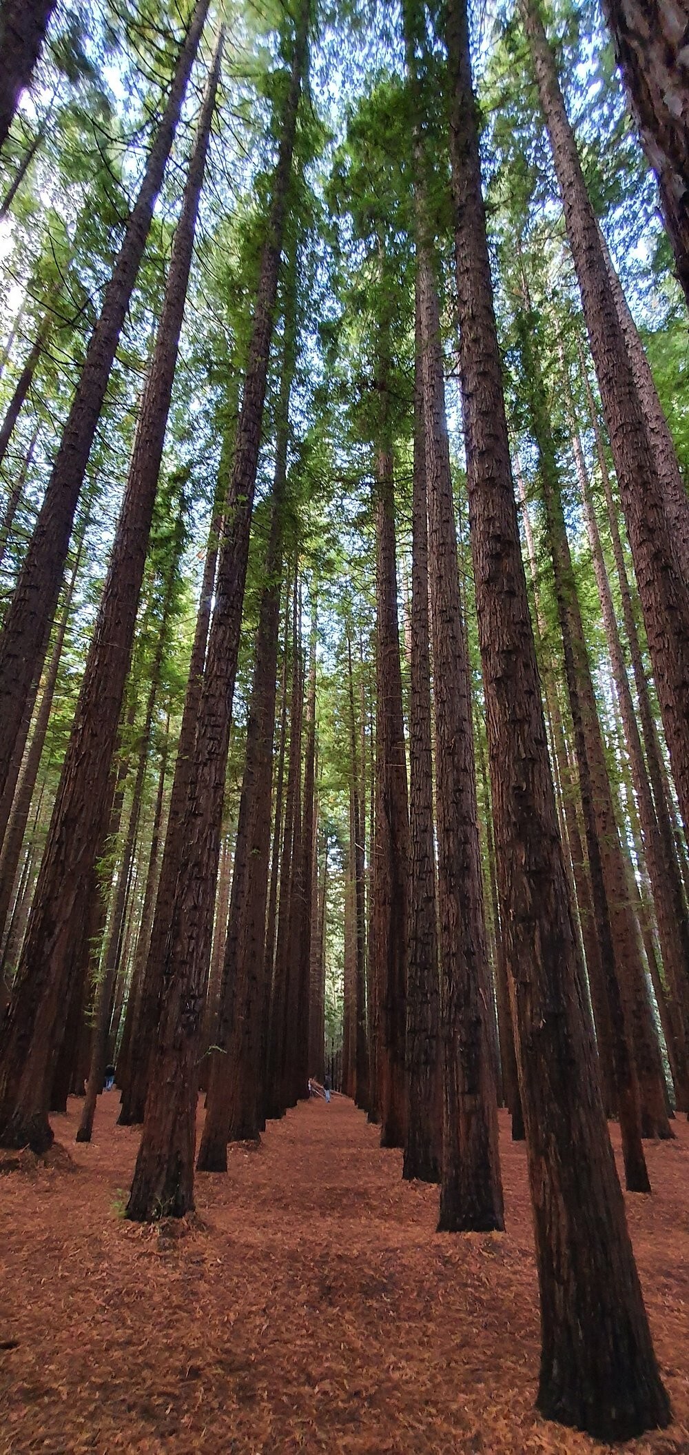 Австралийский лес из калифорнийских секвой с вплетениями магии