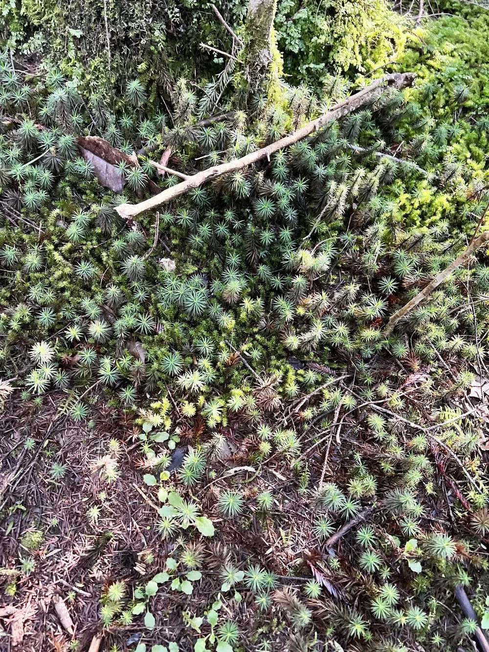 Австралийский лес из калифорнийских секвой с вплетениями магии