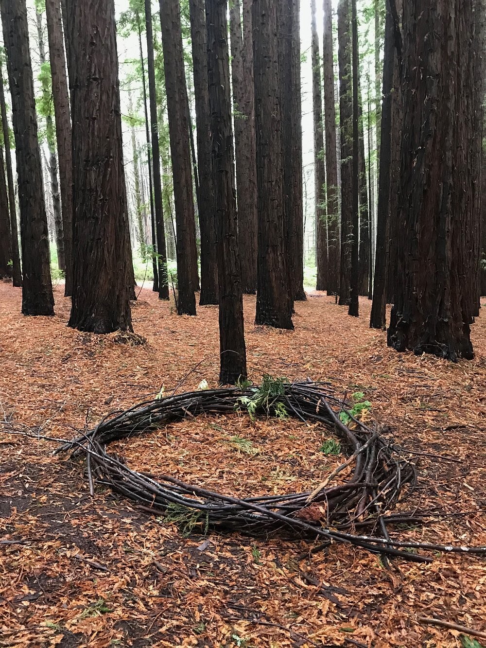 Австралийский лес из калифорнийских секвой с вплетениями магии