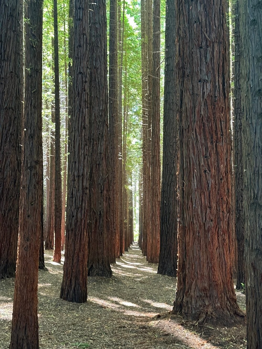 Австралийский лес из калифорнийских секвой с вплетениями магии