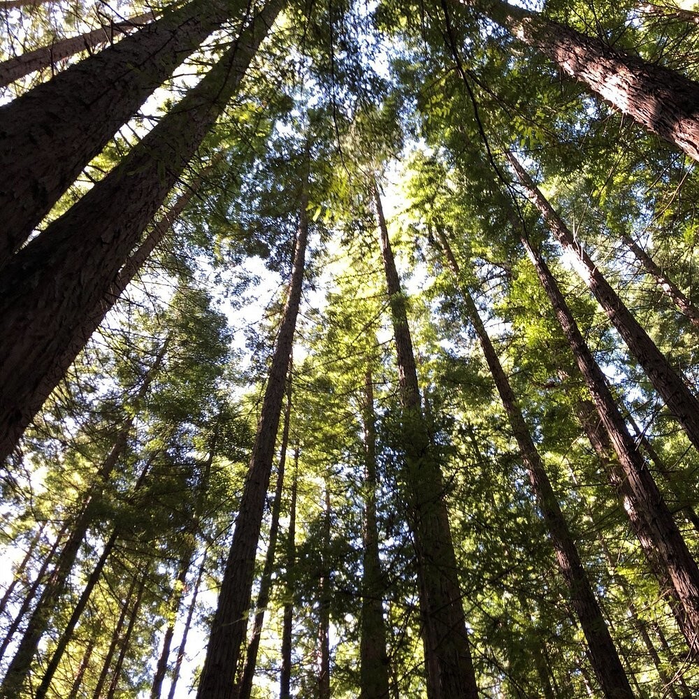 Австралийский лес из калифорнийских секвой с вплетениями магии