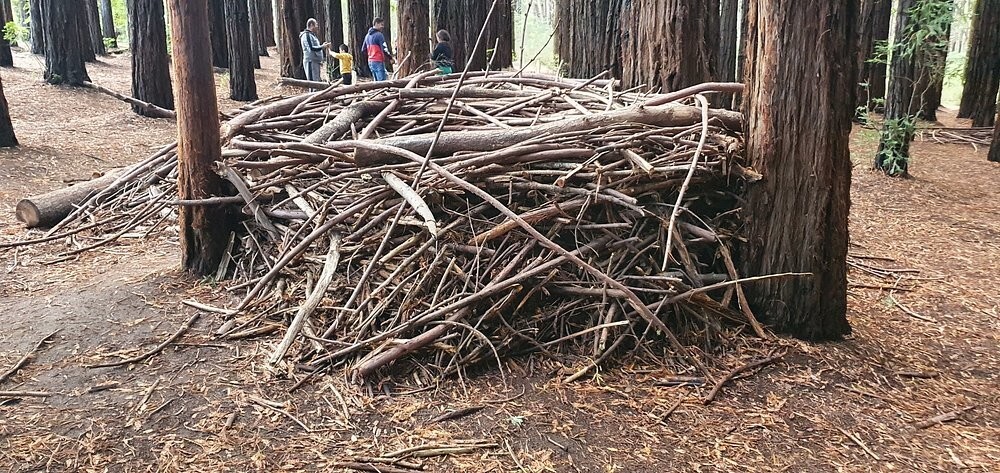Австралийский лес из калифорнийских секвой с вплетениями магии