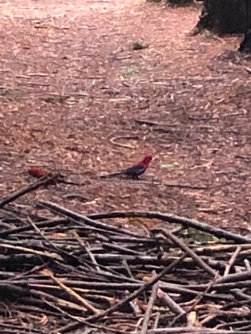 Австралийский лес из калифорнийских секвой с вплетениями магии