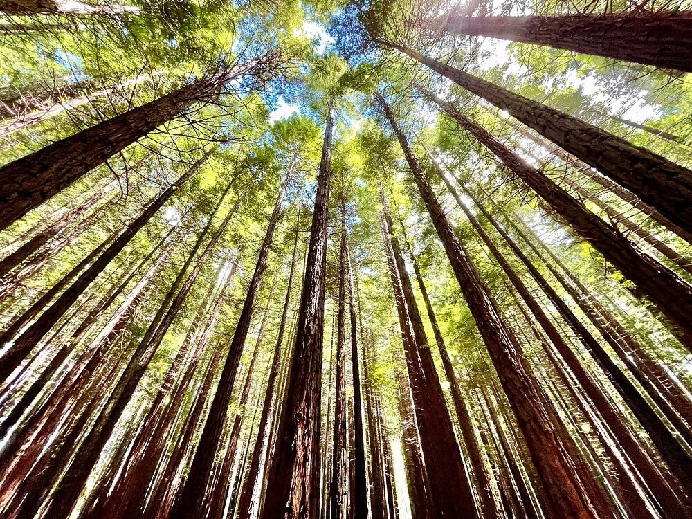 Австралийский лес из калифорнийских секвой с вплетениями магии