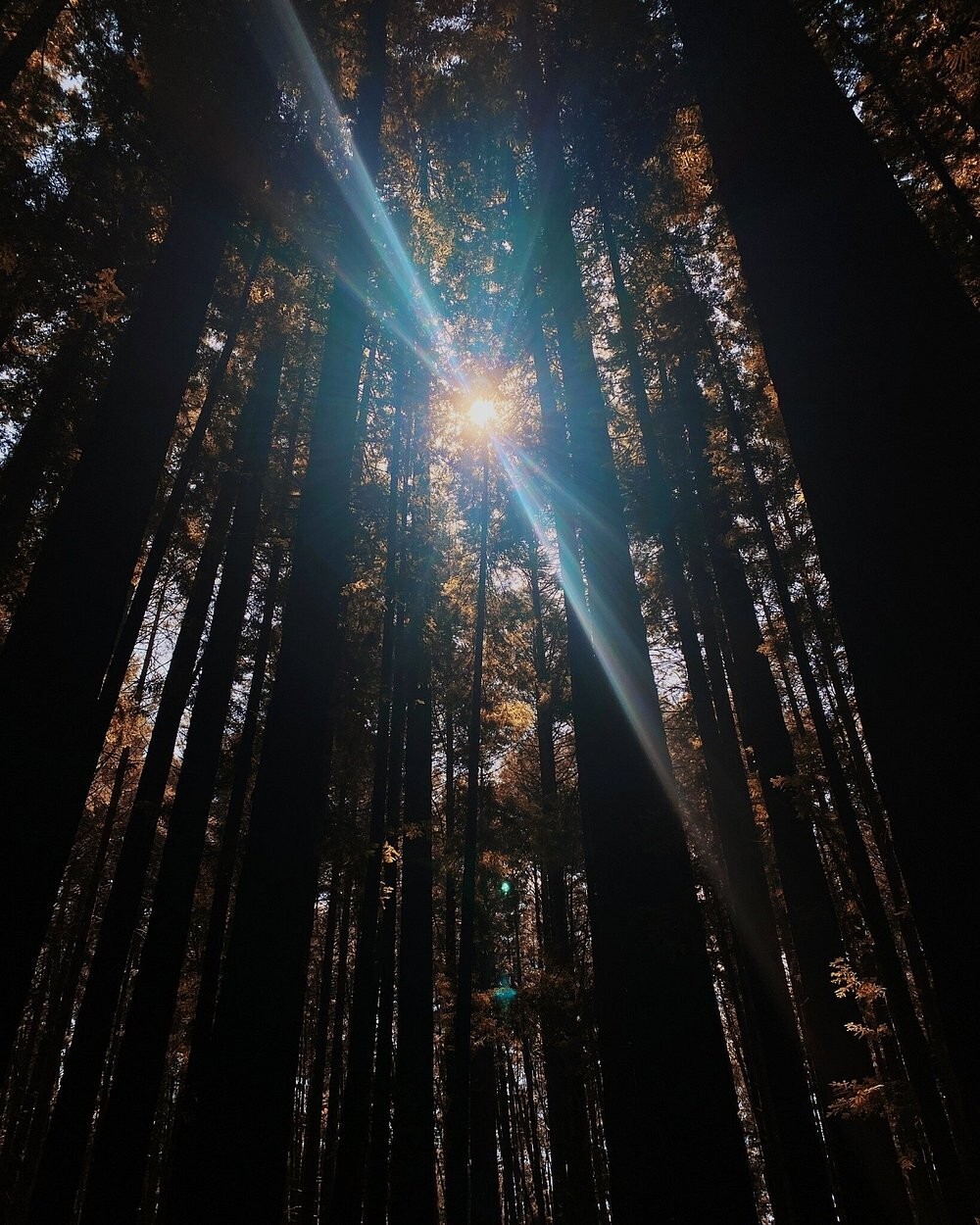 Австралийский лес из калифорнийских секвой с вплетениями магии